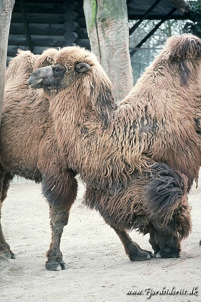 Zoo KBH 1998 0140.JPG